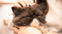 Smitsom bughindebetændelse (FIP) Katte Sygdomme