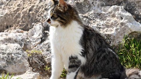 Sukkersyge Katte Sygdomme