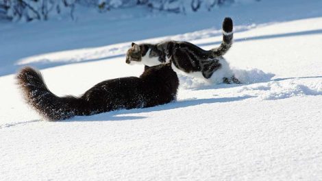 Tandsygdomme Katte Sygdomme