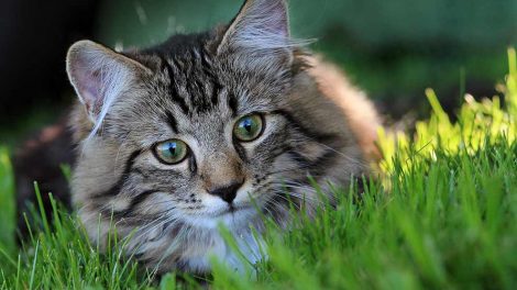 Toxoplasmose Katte Sygdomme