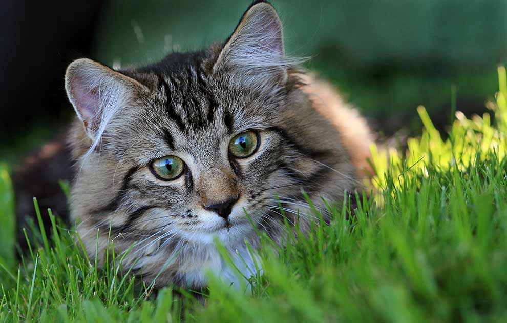 Næsten død praktisk ar Toxoplasmose - Katte Sygdomme - Dyrlægevagten