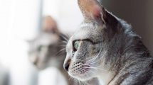 Alment om ører Katte Øre- & Øjenlidelser