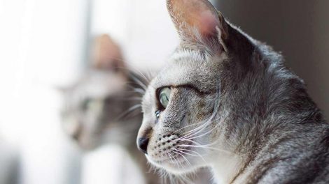 Alment om ører Katte Øre- & Øjenlidelser