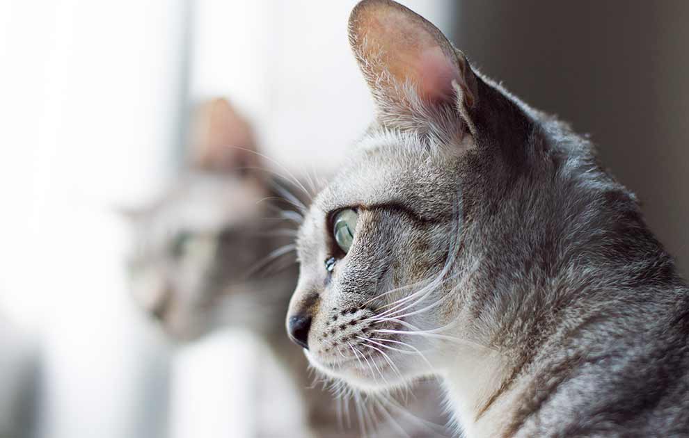 Alment om ører Katte Øre- & Øjenlidelser