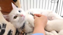 Blodøre Katte Øre- & Øjenlidelser