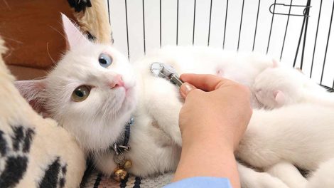 Blodøre Katte Øre- & Øjenlidelser