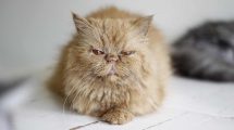 Døvhed Katte Øre- & Øjenlidelser