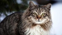 Mellemørebetændelse Katte Øre- & Øjenlidelser