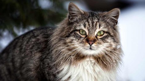 Mellemørebetændelse Katte Øre- & Øjenlidelser