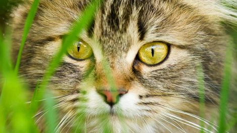 Rødt øje Katte Øre- & Øjenlidelser