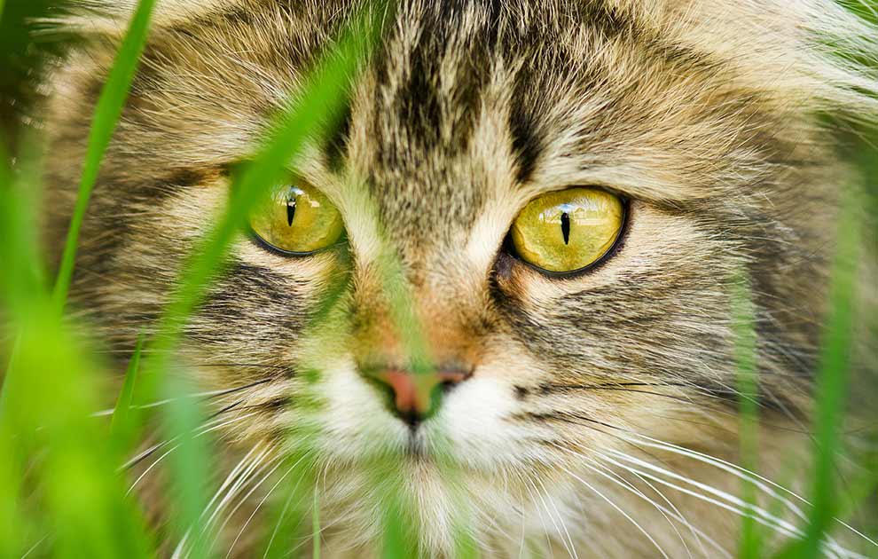 Rødt øje Katte Øre- & Øjenlidelser