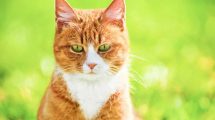 Øjenlidelse - Grå stær Katte Øre- & Øjenlidelser