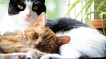 Øjenlidelse - Hornhindebetændelse Katte Øre- & Øjenlidelser