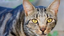 Ørebetændelse Katte Øre- & Øjenlidelser