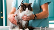 Øremærkning Katte Øre- & Øjenlidelser