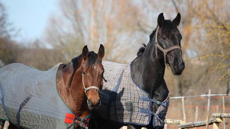 Folingen (fødsel) Heste fødsler