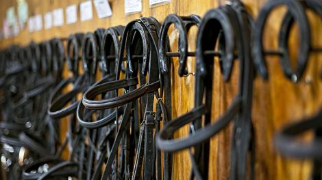 Efterbyrd Heste fødsler