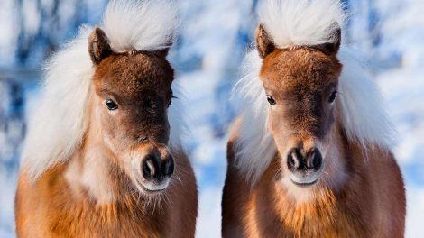 Efter fødsel (foling) Heste fødsler