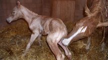 Det nyfødte føl Heste fødsler