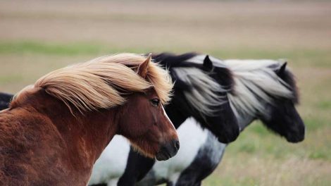 Sygdomme hos nyfødte fuldblodsføl Heste fødsler