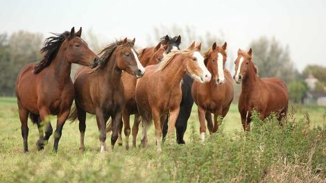Drægtighedens længde Heste fødsler