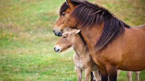 Følbrunstdiarré Heste fødsler