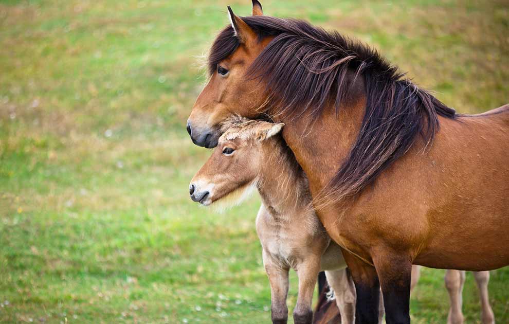 Følbrunstdiarré Heste fødsler