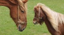 Brunstkontrol Heste fødsler