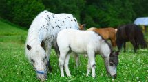 Ægtransplantation Heste fødsler