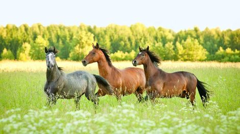 Ondskabsfuldhed mod nyfødte føl Heste fødsler