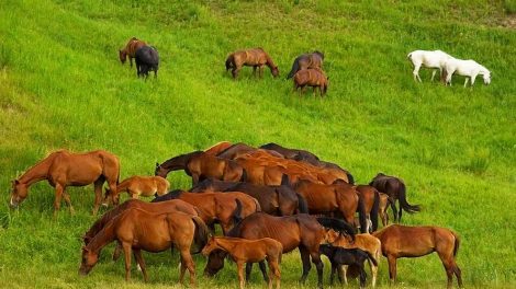 Pludselig opstået halthed Heste førstehjælp