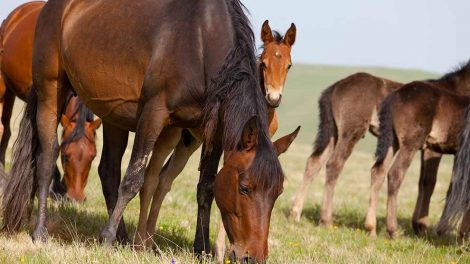 Benbrud Heste førstehjælp