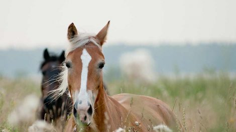 Indtrådt søm Heste førstehjælp