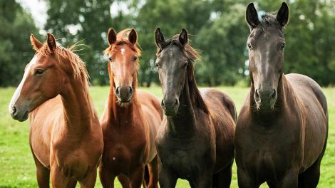 Røgforgiftning Heste førstehjælp