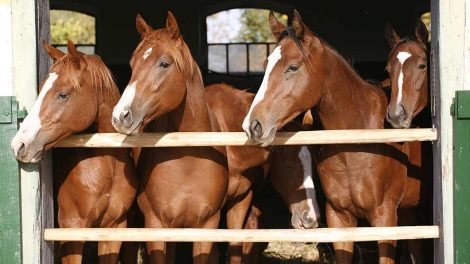 Sår Heste førstehjælp