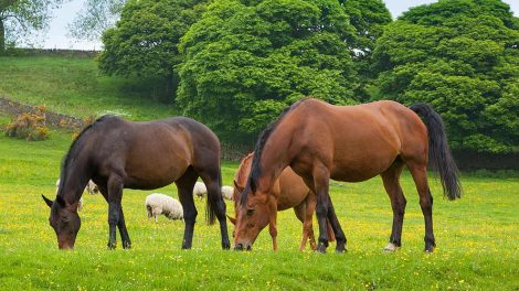 Spiserørsforstoppelse Heste førstehjælp