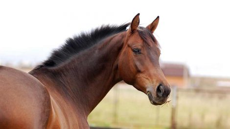 Plejestationer for vilde dyr Heste førstehjælp