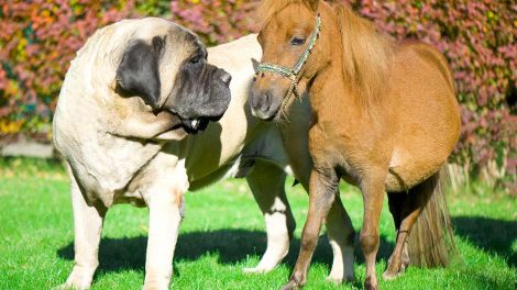 Næseblødning Heste førstehjælp