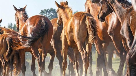 Forædning Heste førstehjælp