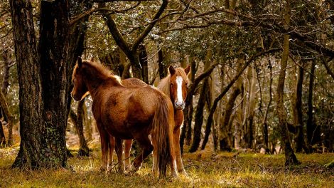 Kollaps Heste førstehjælp