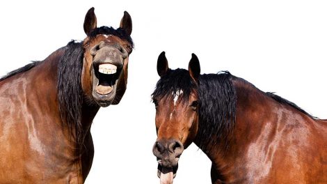 Vaccination Heste generelt