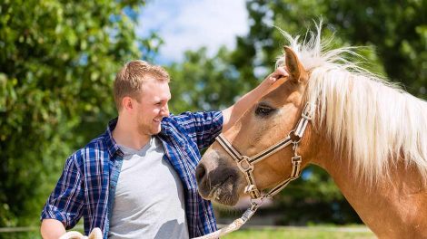 Dyreværnslov Heste generelt