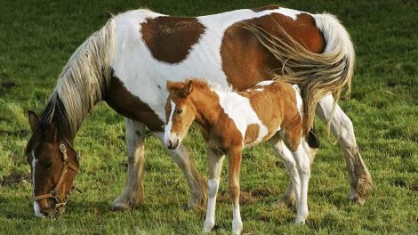 Forsikring af heste Heste generelt