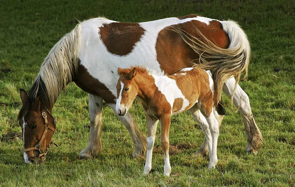 Forsikring af heste Heste generelt