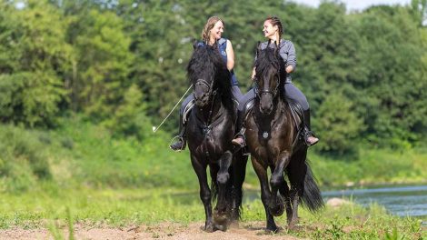 Køb af hest Heste generelt