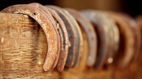 Hovpleje Heste generelt