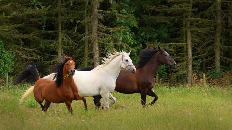 Unoder Heste generelt