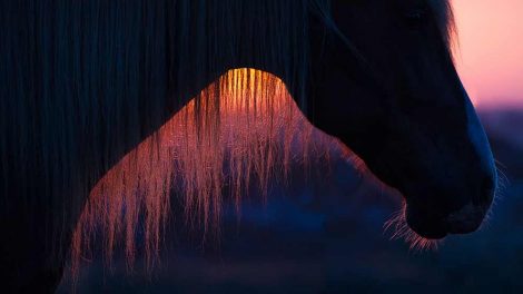 Foder Heste generelt