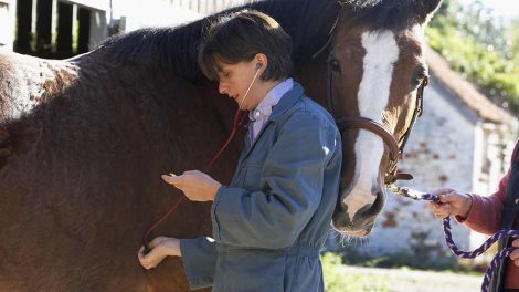 Ultralydscanning Heste generelt