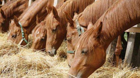 Brug af hestedækken Heste generelt